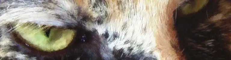 Pfotenhilfe Katz & Co e.V. Header