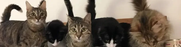 Ein Zuhause für Tiere e.V. Header