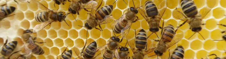 Bienenzuchtverein Obertaunus e.V. Header