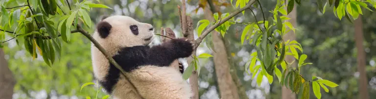 WWF Deutschland Header