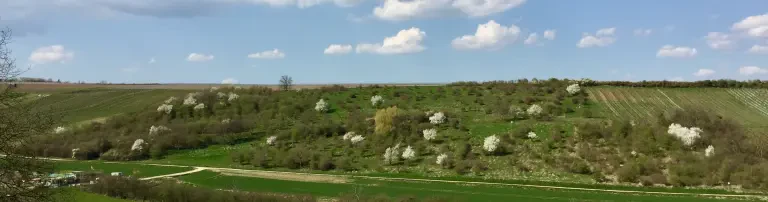 Gesellschaft für Naturschutz und Ornithologie Rheinland-Pfalz e.V. (GNOR) Header