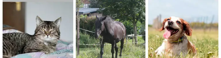 Initiative für Tiere in Not e.V. Header