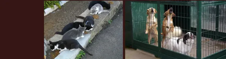 Anima Hilfe für Tiere e. V. Header