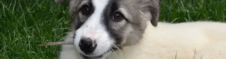 Tierschutzverein befreite hunde e.V. Header