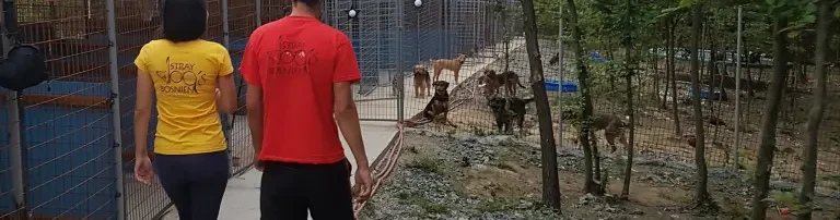 Stray Dogs Bosnien e.V. Header