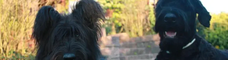 SOS SchnauzerFamilie e.V. Header