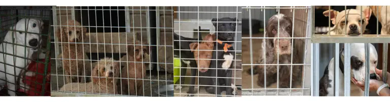 Hundehilfe Bakony e.V. Header