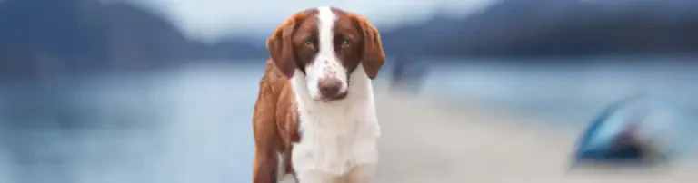 ACE Tiere in Not e.V. Header
