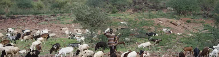 Tierärzte ohne Grenzen e.V. Header