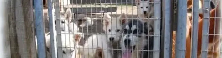 ACM Tierfreunde für Tiere in Not e.V. Header