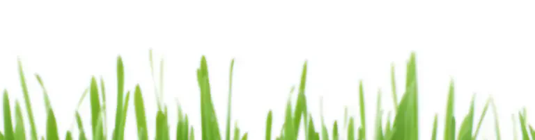 Assisi Tierschutzengel e.V. Header