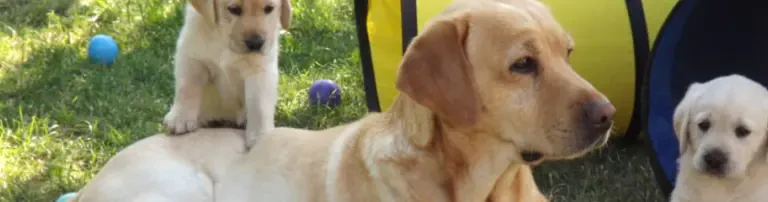 Stiftung Deutsche Schule für Blindenführhunde Header