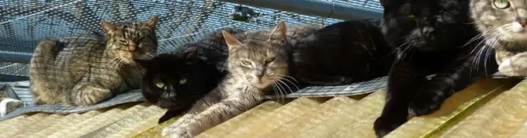 Zukunftskatzen - Chats de l'avenir e. V. Header