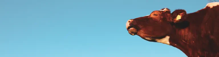 ANINOVA e.V. Header