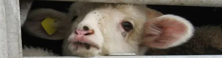 Animals' Angels Header