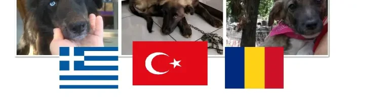 Hundepaten e.V. Header