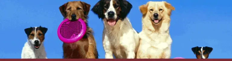 Tierschutzverein Nördlingen und Umg.e.V. Header