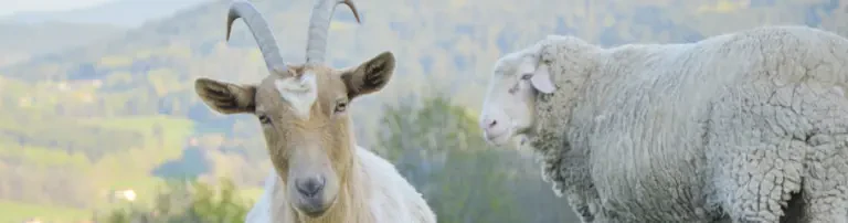 Erdlingshof Header