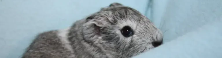 Notmeerschweinchen.de e.V. Header