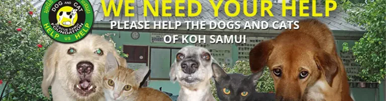 DCRS - Dog and Cat Rescue Samui Foundation Header