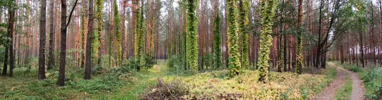 Heilsames Miteinander Mensch & Natur e.V. Header