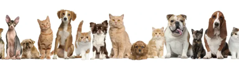 Tierschutzverein in den Landkreisen Altötting und Mühldorf e.V. Header