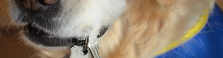 Assistenzhunde Deutschland e. V. Header