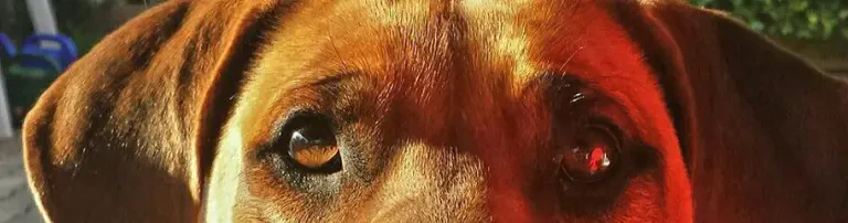 Rhodesian Ridgeback-Hilfe e.V. Header