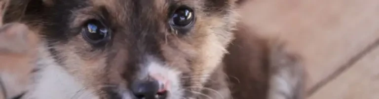 Freundeskreis der Straßenhunde in Rumänien - Hilfe für Tiere - e.V. Header