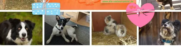 Die Seelentröster - Tiere helfen Menschen e.V. Header