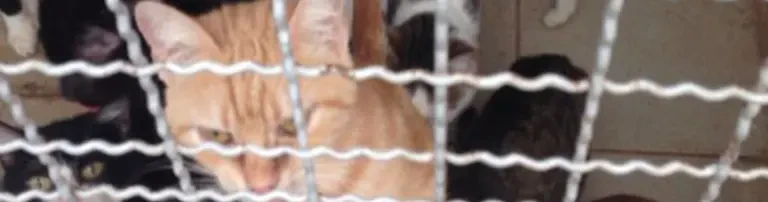 Katzen grenzenlos e. V. Header