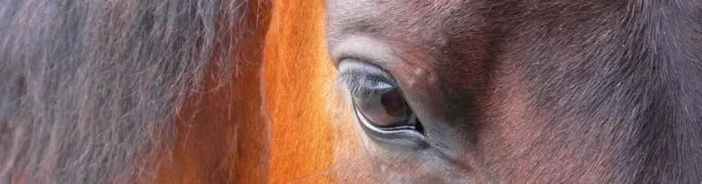 Pferde für Menschen e. V. Header