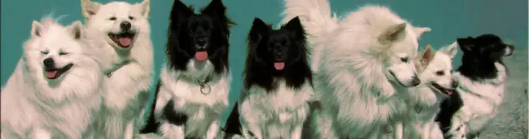 Spitz-Nothilfe e. V. Header