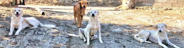 SardinienHunde e.V. Header