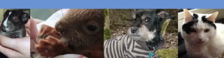 LOOKI e.V. - Verein zur Tierrettung Header