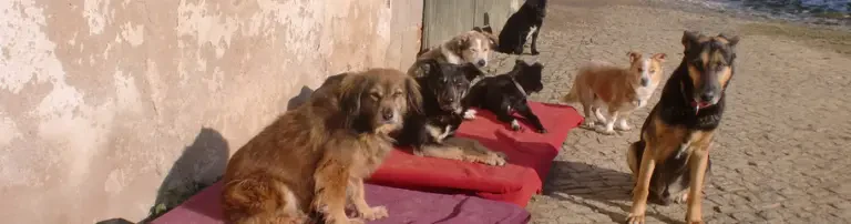 TSV Hoffnung für Tiere e. V. Header