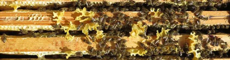 Unterfränkischer Bienenzuchtverein Würzburg e.V. Header