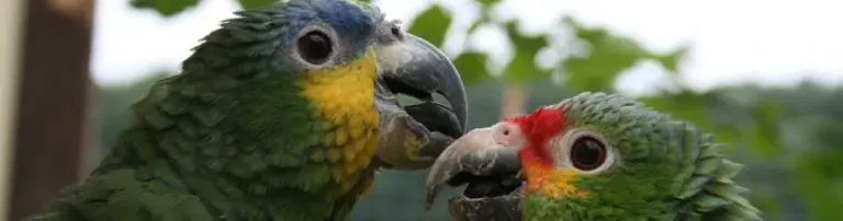 Papageienarche e.V. Header