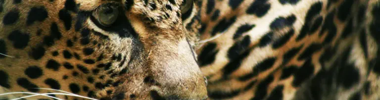 Chances for Nature e.V. Header