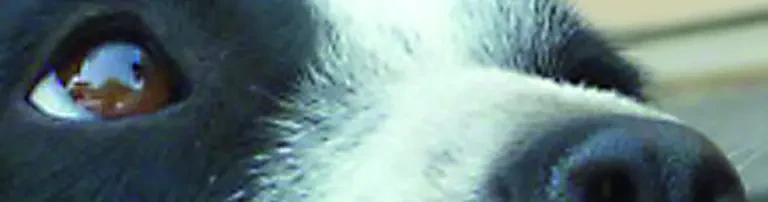 Pfotenhilfe ohne Grenzen e.V. Header