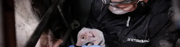 Animal Equality Germany e.V. Header