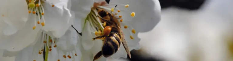 Mellifera e.V. Header