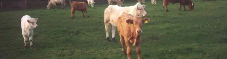 Tierversuchsgegner Rhein-Erft e.V. - MENSCHEN FÜR TIERRECHTE Header