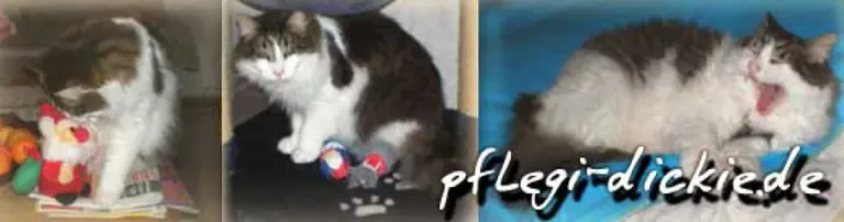 Katzenschutzverein Pflegi-Dickie e. V. Header