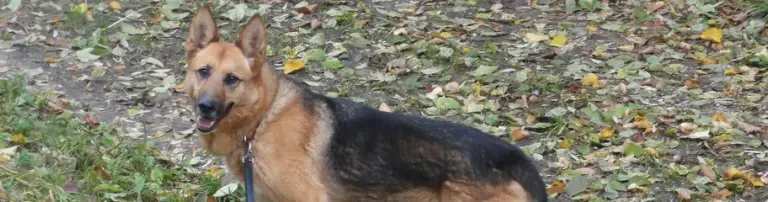Tierschutzverein für den Landkreis Dillingen an der Donau e.V. Header