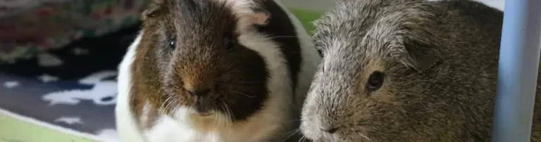 Meerschweinchenhilfe e.V. Header