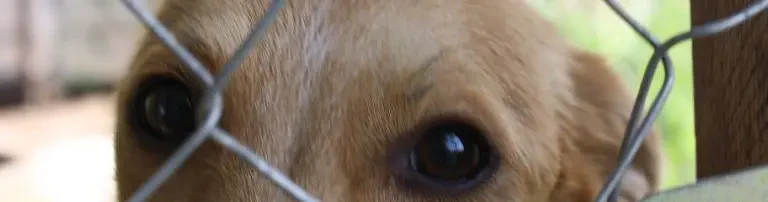 RoDiN-Romanian Dogs in Need Header