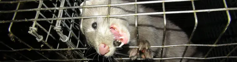 SOKO Tierschutz e.V. Header