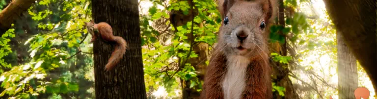 Eichhörnchen-Hilfe Berlin/Brandenburg e.V. Header