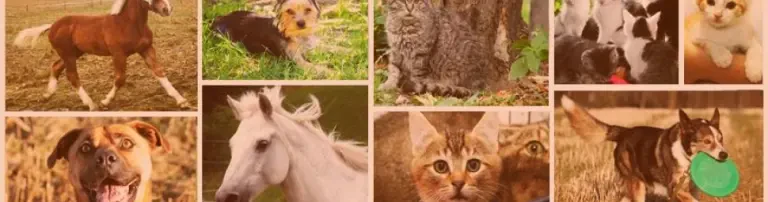 Tierschutzliga Stiftung Tier und Natur Header
